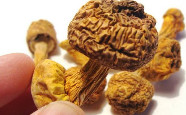 巴西菇、姬松茸烘干機-怎樣烘干色澤好且菇體褶片完整？