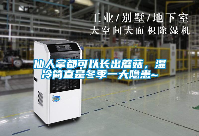 仙人掌都可以長出蘑菇，濕冷簡直是冬季一大隱患~