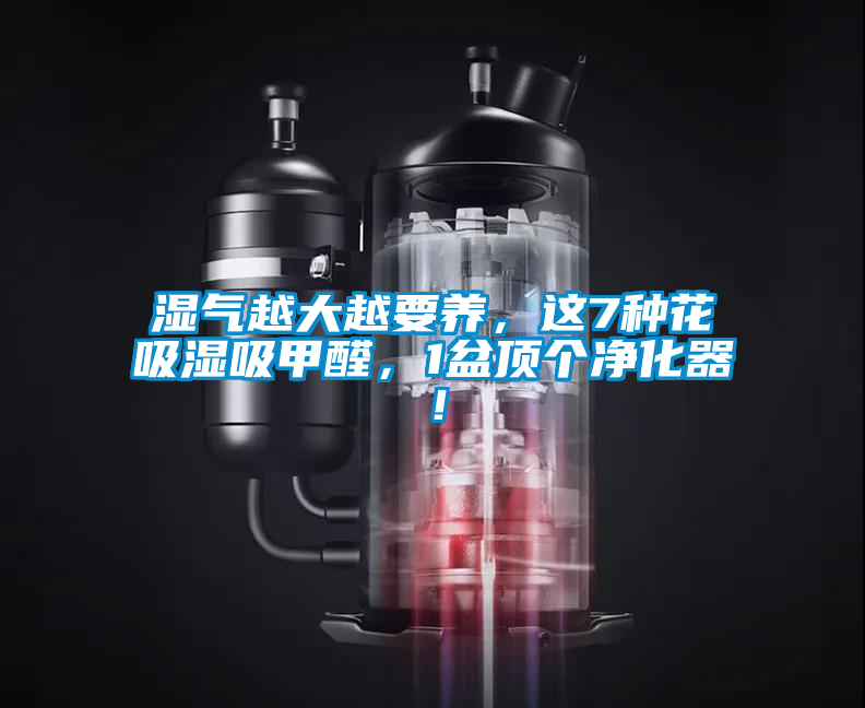 濕氣越大越要養(yǎng)，這7種花吸濕吸甲醛，1盆頂個(gè)凈化器！